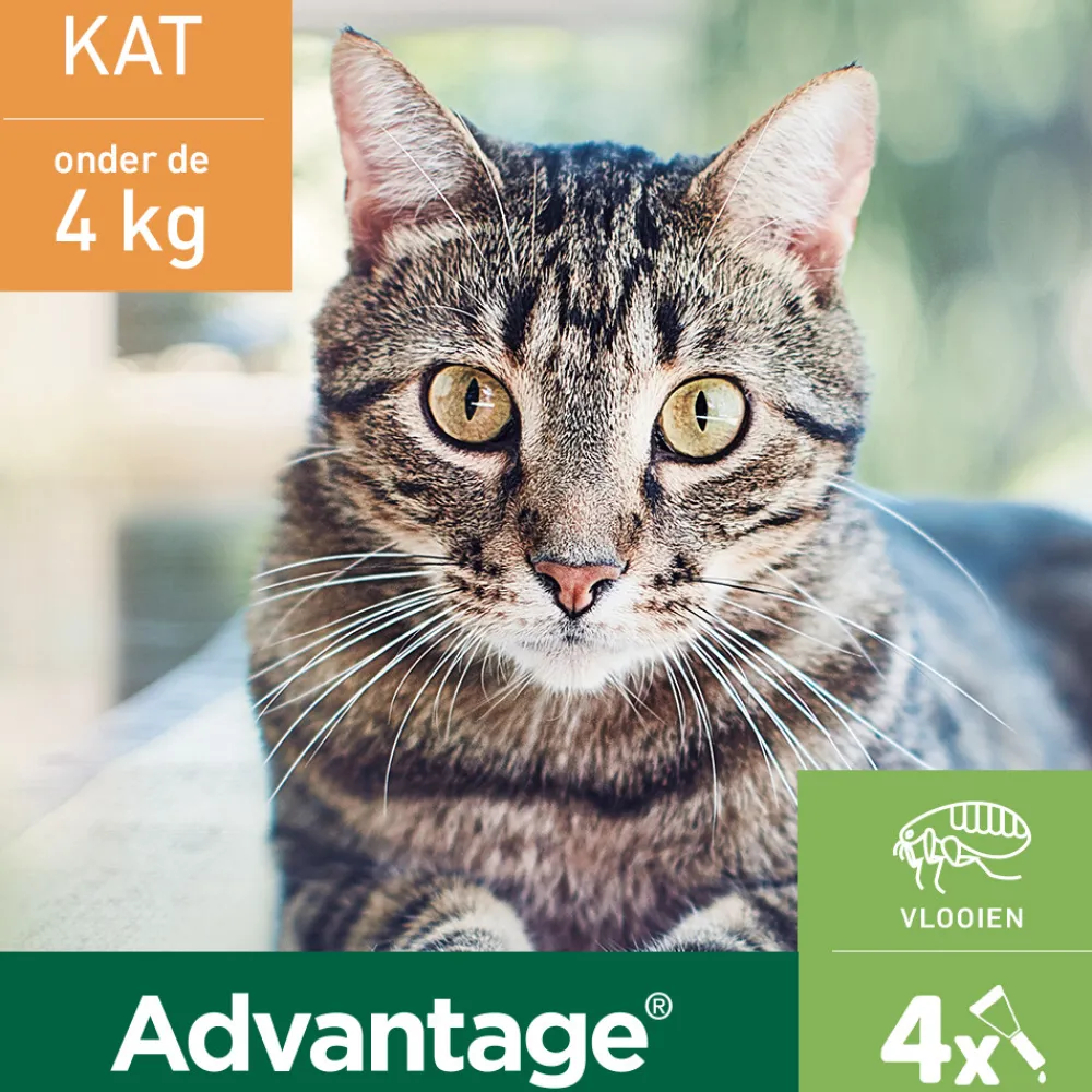 Vlo, Teek & Worm<Advantage Anti Vlooiendruppels 40 Kat tot 4 kg 4 pipetten