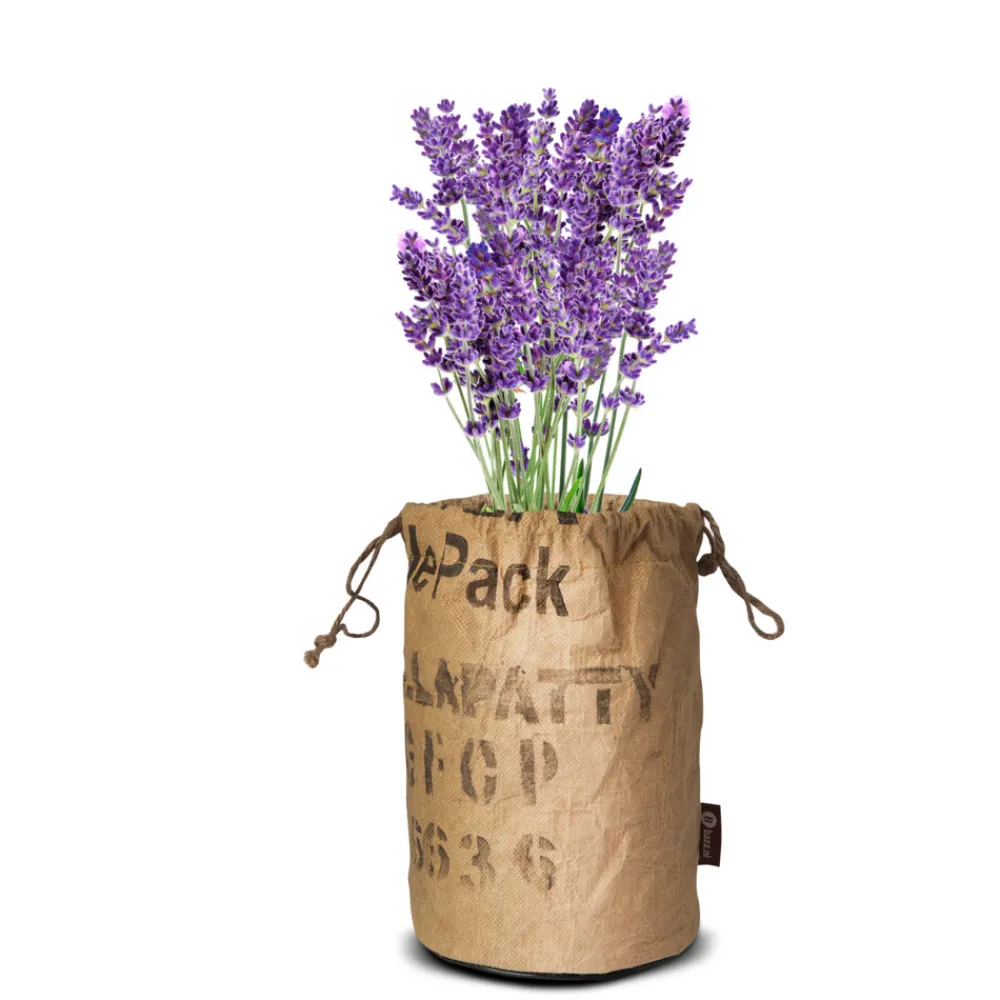 Kweken En Zaden<Baza Butterflies Kweektas Bio Lavendel