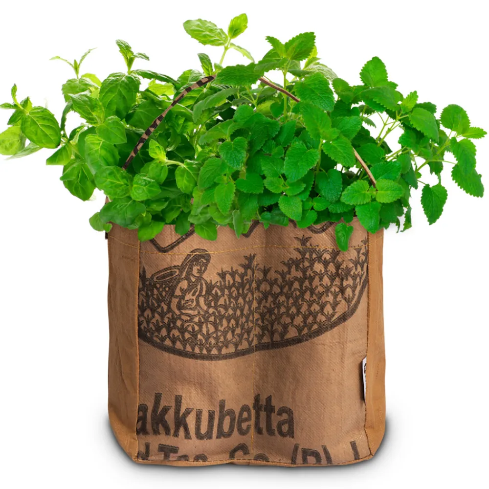 Duo-Tuintje Mojito Bio Munt En -Citroenmelisse^Baza New