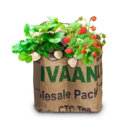 Duo-Tuintje Strawberry Smoothie Wit En Rood^Baza Sale