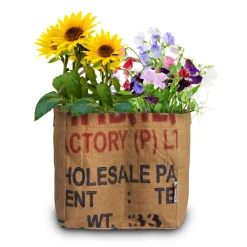 Clearance Duo-Tuintje Sunflowers: Pygmy En Topolino Kweken En Zaden