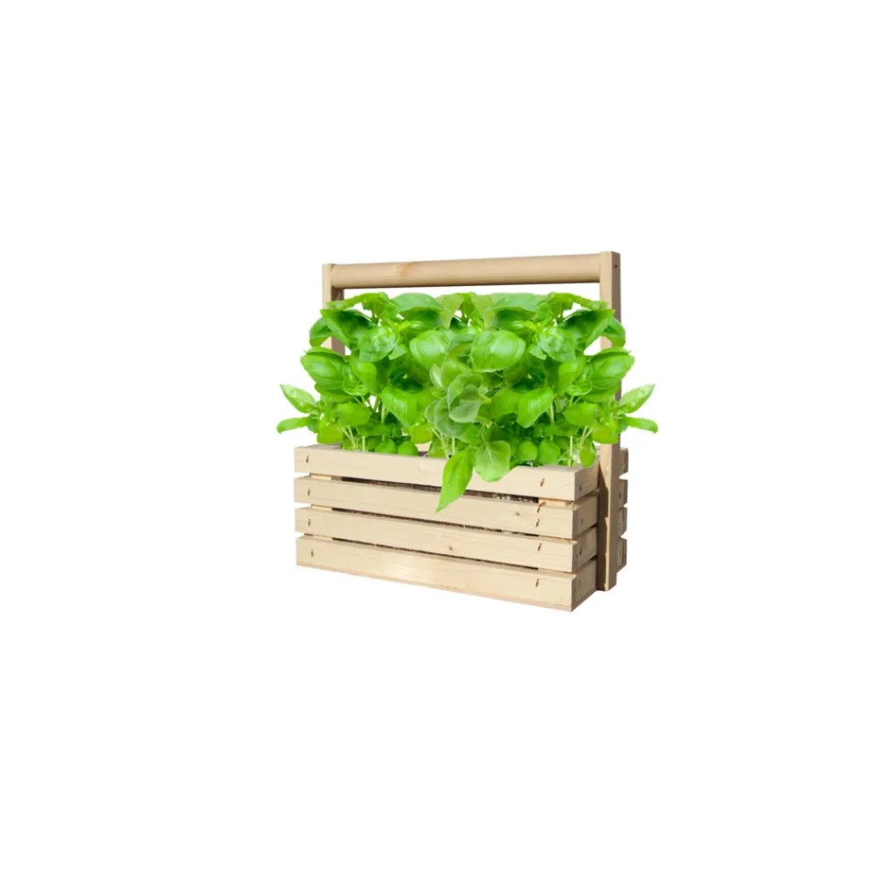 Kweken En Zaden<Baza Fresh Farm Basilicum