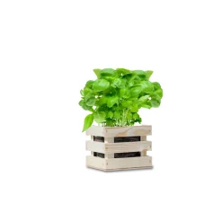 Online Garden Box Bio Basilicum Kweken En Zaden