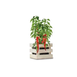 Garden Box Bio Chili Peper^Baza Discount