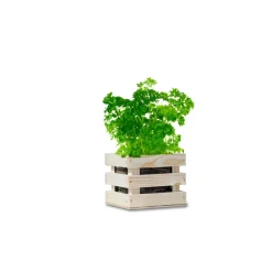 Discount Garden Box Bio Peterselie Kweken En Zaden