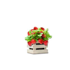 Kweken En Zaden<Baza Garden Box Strawberry Reuze Aardbei