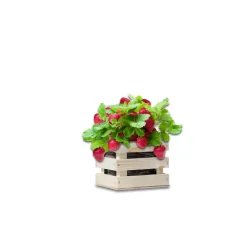 Sale Garden Box Strawberry Extra Zoete Aardbei Kweken En Zaden