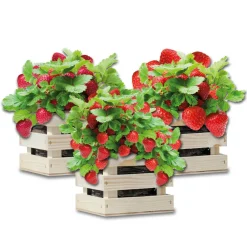 Kweken En Zaden<Baza Gardenbox Set Aardbeien 1 set