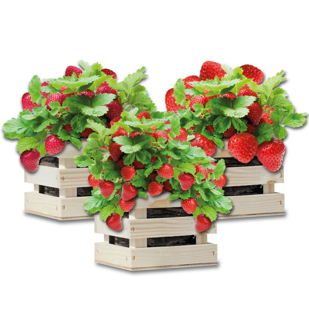 Kweken En Zaden<Baza Gardenbox Set Aardbeien 1 set