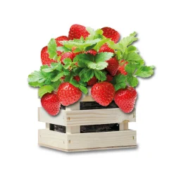 Kweken En Zaden<Baza Gardenbox Set Aardbeien 1 set