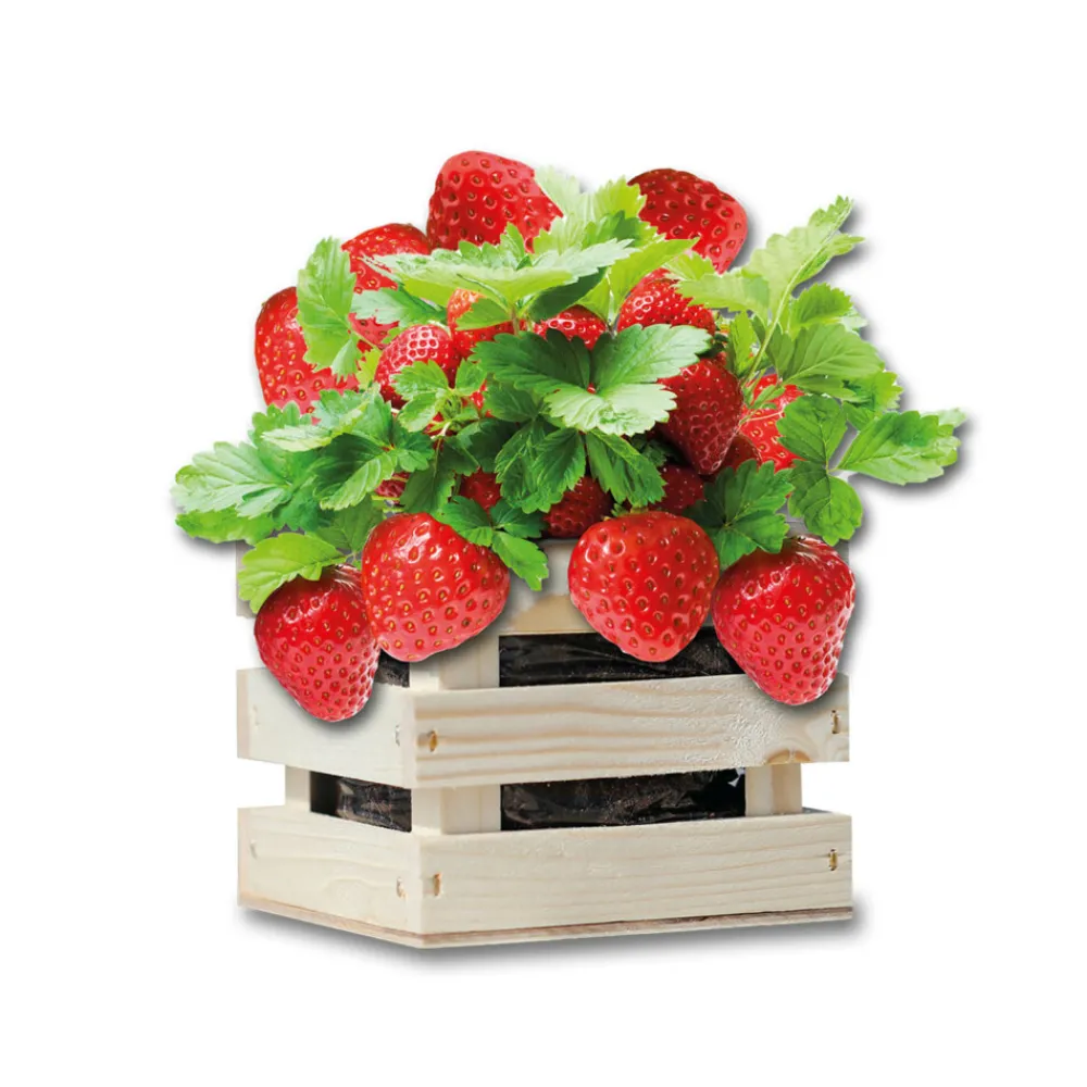 Kweken En Zaden<Baza Gardenbox Set Aardbeien 1 set