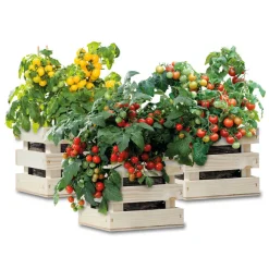 Gardenbox Set Tomaten 1 set^Baza Discount