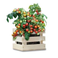 Gardenbox Set Tomaten 1 set^Baza Discount