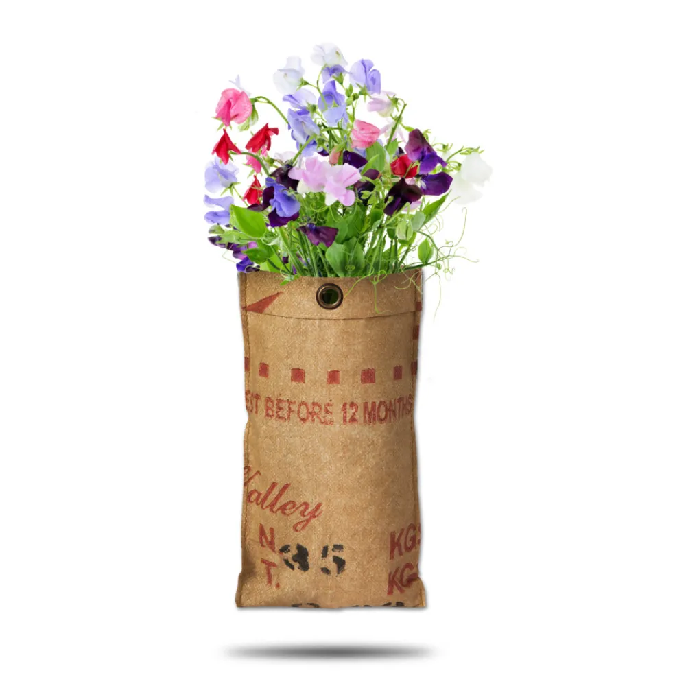 Discount Hangtuin Bio Lathyrus Kweken En Zaden