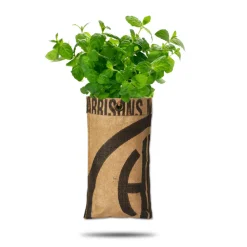 Hot Hangtuin Bio Munt Kweken En Zaden