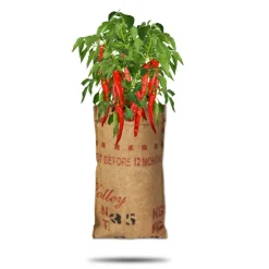 Kweken En Zaden<Baza Hangtuin Bio Pepertjes