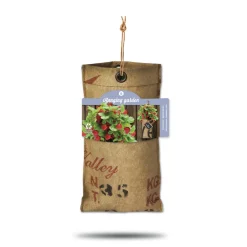 Online Hangtuintjes Set Aardbeien 1 set Kweken En Zaden