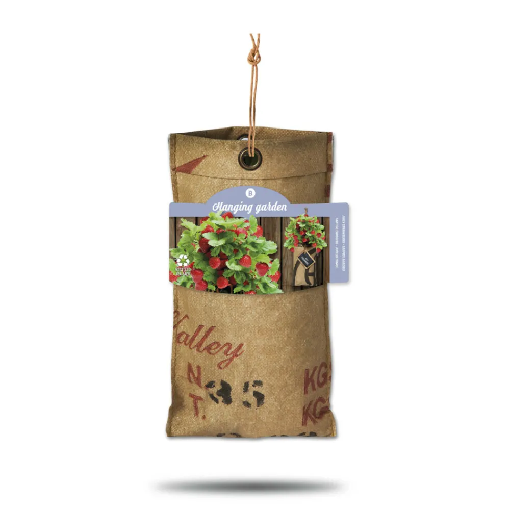 Online Hangtuintjes Set Aardbeien 1 set Kweken En Zaden