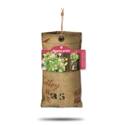 Online Hangtuintjes Set Aardbeien 1 set Kweken En Zaden