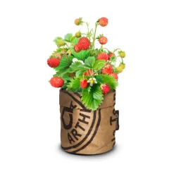 Kweken En Zaden<Baza Keukentuintje Bio Bosaardbei