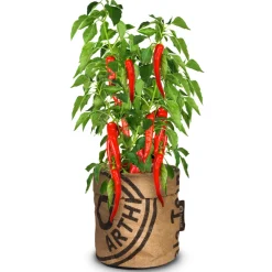 Sale Keukentuintje Bio Chilipeper Kweken En Zaden