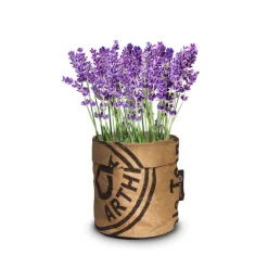 Kweken En Zaden<Baza Keukentuintje Bio Lavendel