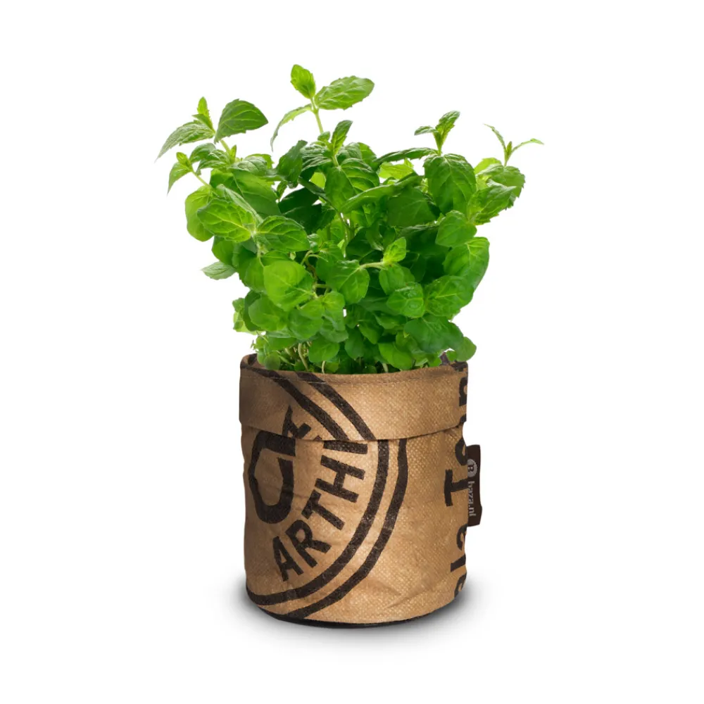 Kweken En Zaden<Baza Keukentuintje Bio Munt