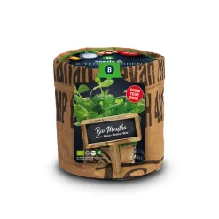 Kweken En Zaden<Baza Keukentuintje Bio Munt