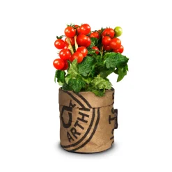 Keukentuintje Bio Tomato Cerise^Baza Hot