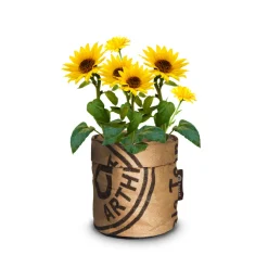 Hot Keukentuintje Bio Zonnebloem Kweken En Zaden