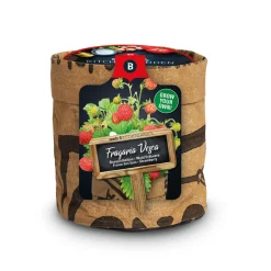 Clearance Keukentuintjes Set Kruiden Groot 1 set Kweken En Zaden