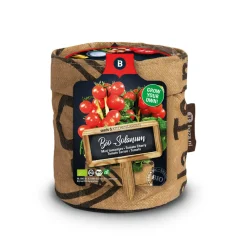 Clearance Keukentuintjes Set Kruiden Groot 1 set Kweken En Zaden