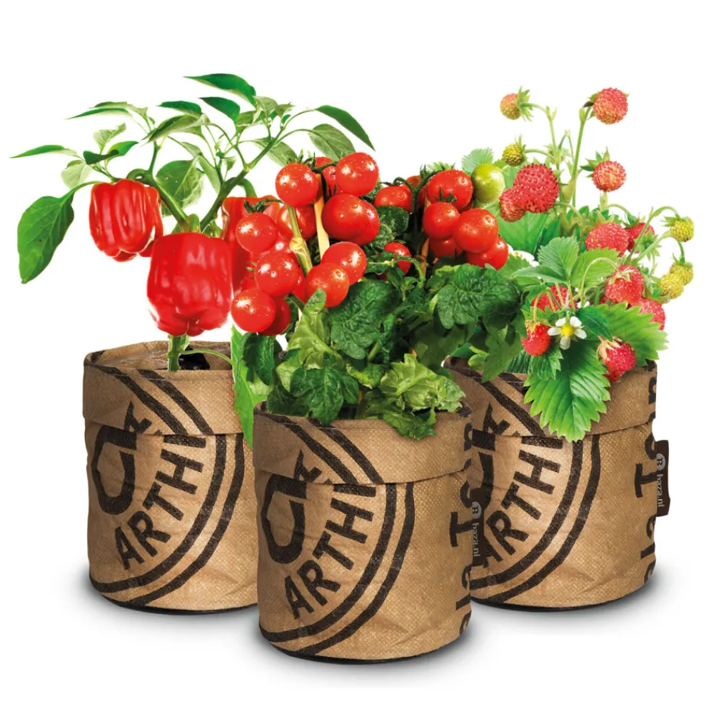 Clearance Keukentuintjes Set Kruiden Groot 1 set Kweken En Zaden