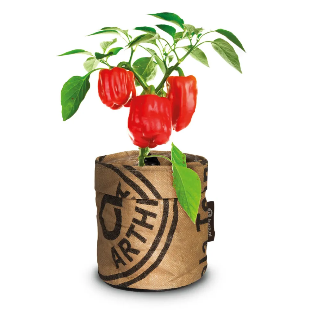 Clearance Keukentuintjes Set Kruiden Groot 1 set Kweken En Zaden