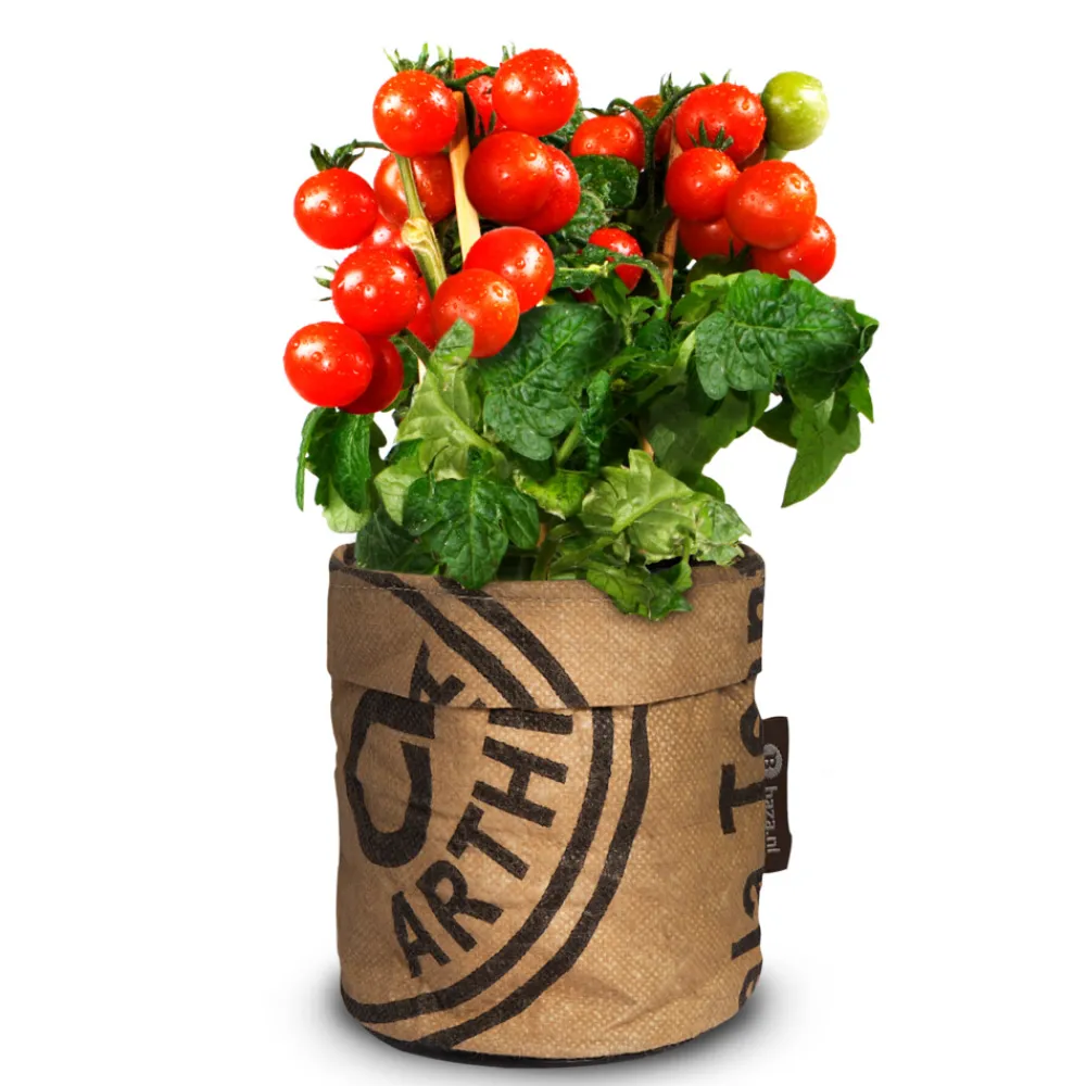 Discount Kindertuintje Greensquad Tomaten Zoete Kers Kweken En Zaden