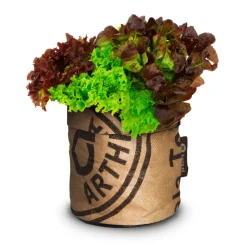 New Kindertuintje Greensquad Knapperige Sla Kweken En Zaden