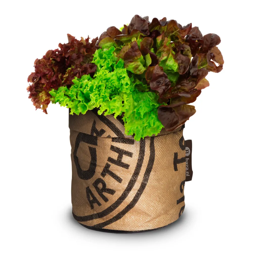 New Kindertuintje Greensquad Knapperige Sla Kweken En Zaden