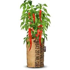 Discount Pepperclub Bio Anaheim Chili Red Kweken En Zaden