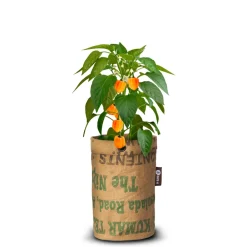 Kweken En Zaden<Baza Pepperclub Bio Habanero Orange