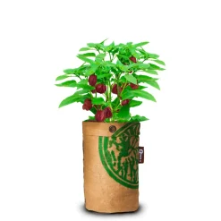 Best Pepperclub Hot Chocolat Kweken En Zaden