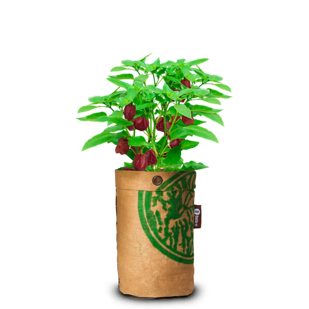 Best Pepperclub Hot Chocolat Kweken En Zaden