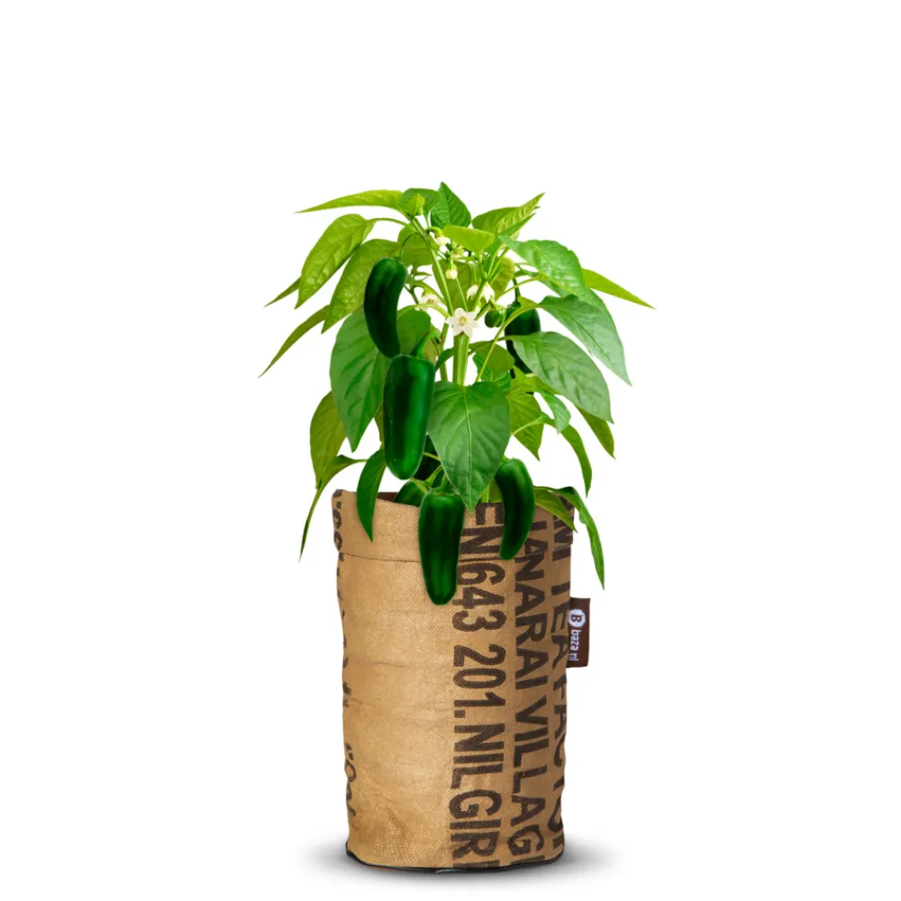 Pepperclub Jalapeno Grande^Baza