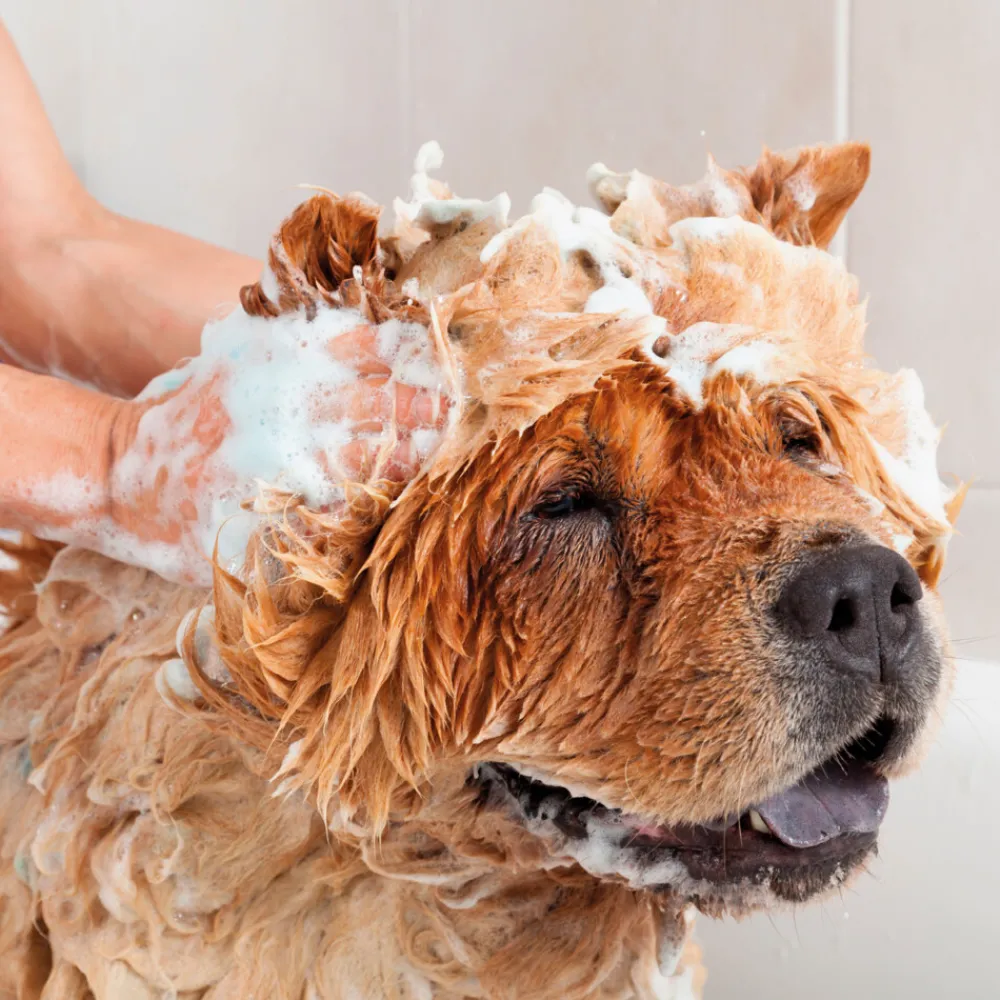 New Anti Vlooienshampoo Hond - Kat 100 ml Vlo, Teek & Worm|Vlo, Teek & Worm