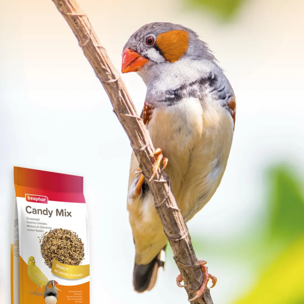 Best Snoepzaad Snoepzaad 150 gr Snacks|Droogvoer & Zaden