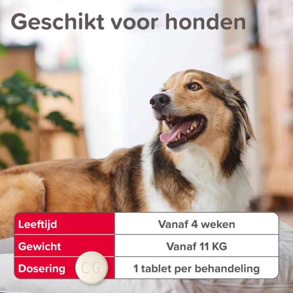 Vlo, Teek & Worm<Beaphar Vlo Kill Anti Vlooien Tabletten Hond 11 - 57 kg 6 tabletten