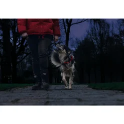 Halsbanden & Uitlaten<Beeztees Safety Gear Halsband +USB Dogini Rood 70 x 10 cm