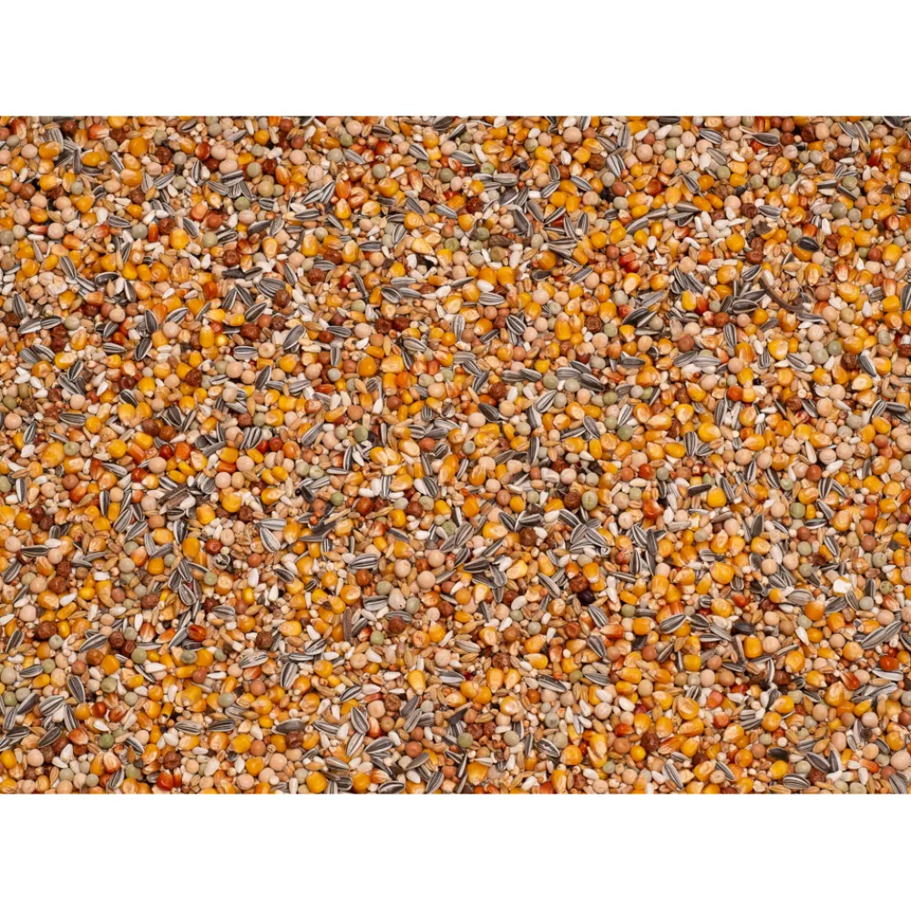 Duif<Beyers Original Jonge Duiven 25 kg