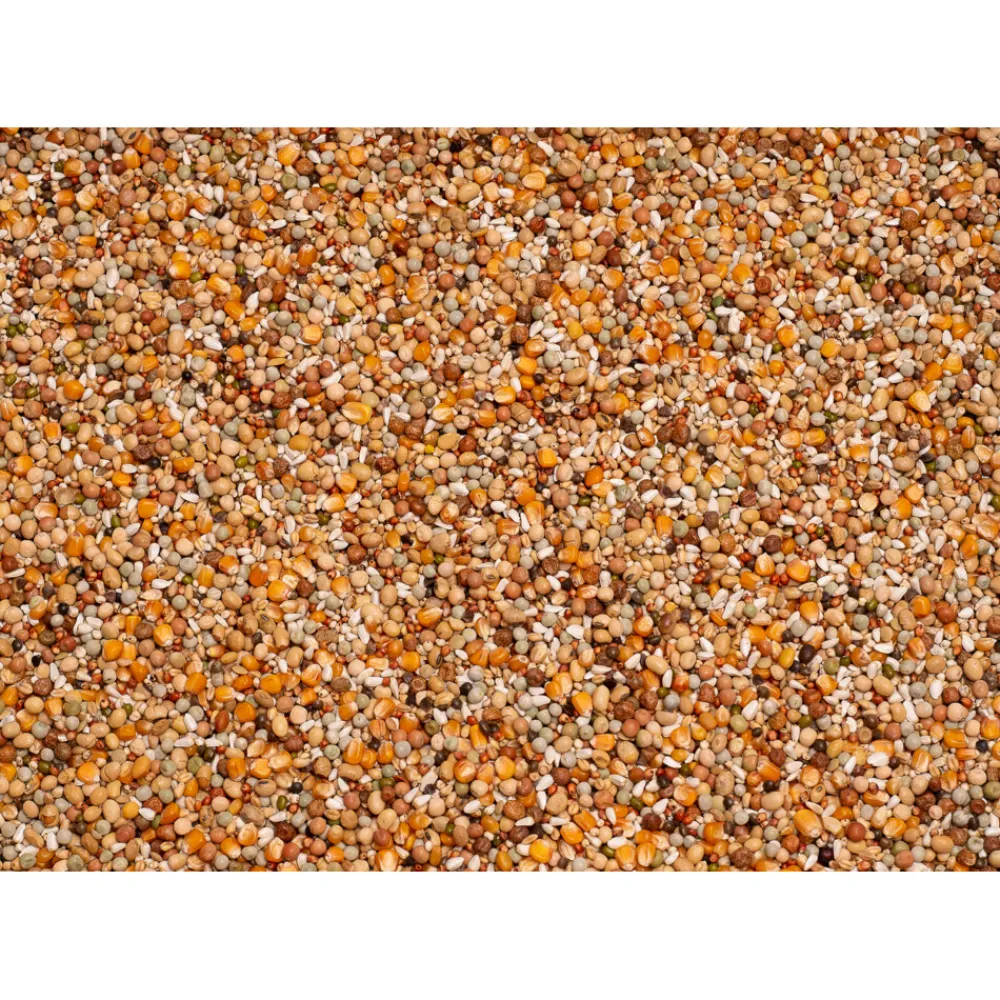 Duif<Beyers Premium Super Kweek 20 kg