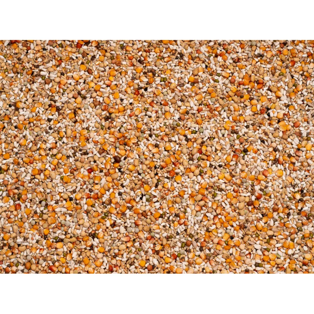 Premium Youngsters 20 kg^Beyers Sale