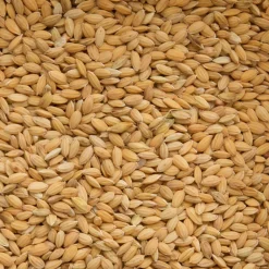 Rijst Paddy 20 kg^Beyers Outlet